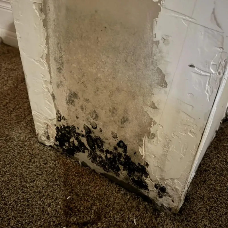 Professional Mold Removal in Erath County, TX